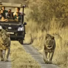 kruger-national-park-south-africa-safari-game-drive-lions